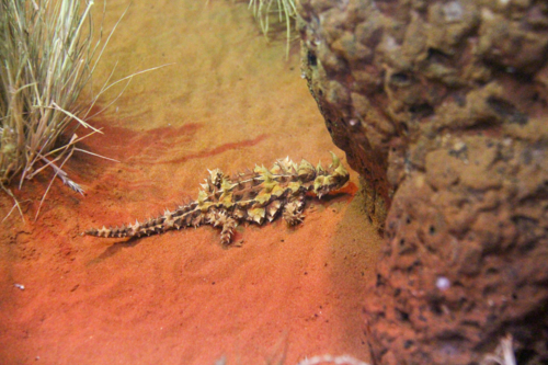 Thorny Devil on red dirt next to rock - Australian Stock Image