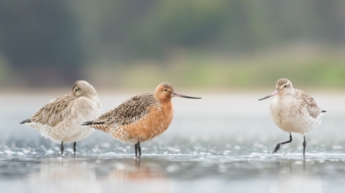 Three Bar-tailed Godwits standing together in water