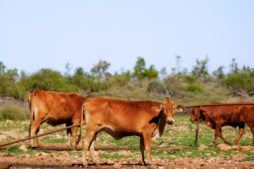 Three brown cows standing in a dry, grassy paddock - Australian Stock Image