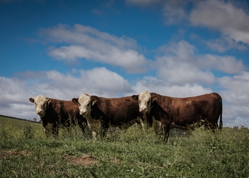 Three bulls in pasture gaze at camera
