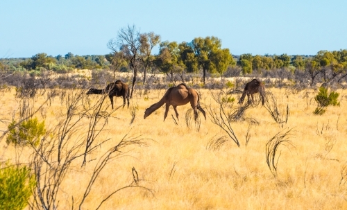 Three camels roam the outback of Australia - Australian Stock Image