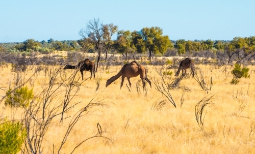 Three camels roam the outback of Australia