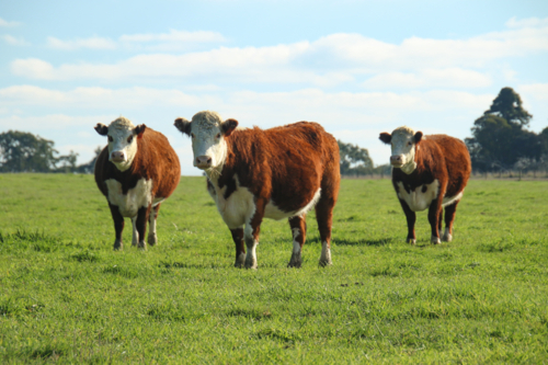Three cows grazing on vibrant grass field - Australian Stock Image