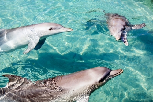 Three dolphins in the water together - Australian Stock Image
