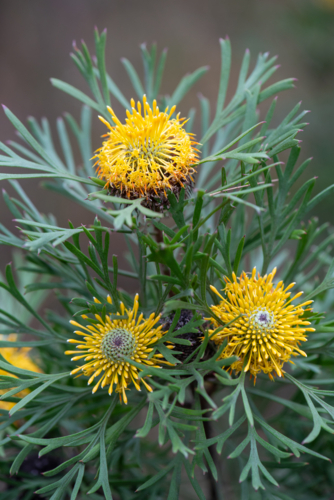 Three drumstick flowers, Isopogon anemonifolius - Australian Stock Image