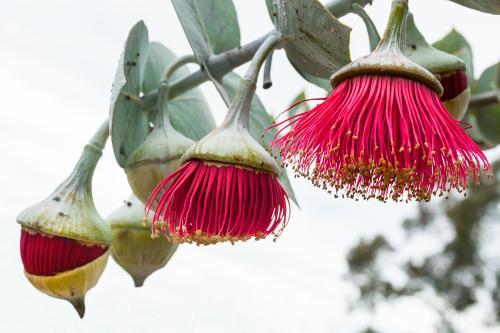 Three flowering gumnuts in different stages of bloom - Australian Stock Image