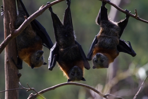 Three Fruit Bats or Flying Foxes - Australian Stock Image