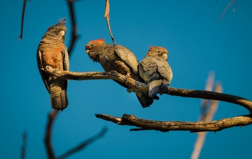Three Gang Gang cockatoos sitting in a tree.