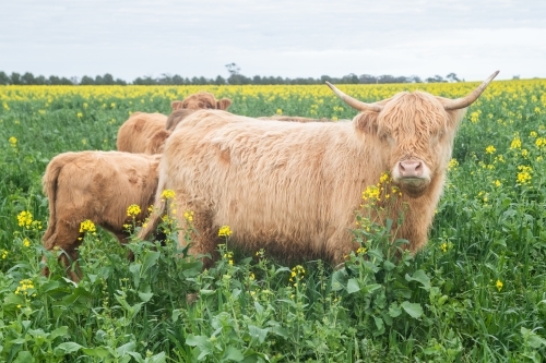 Three highland cows standing together in big paddock with yellow flowers - Australian Stock Image