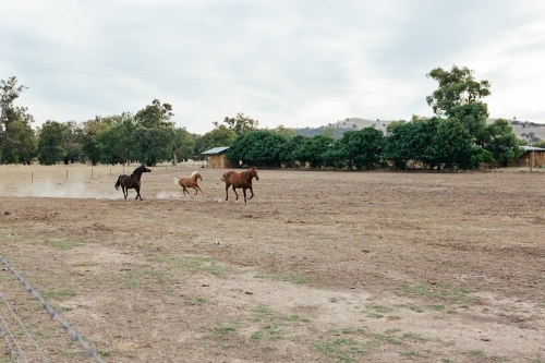 Three horses galloping in a paddock