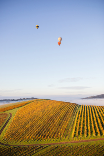 three hot air balloons above the Autumn vines - Australian Stock Image