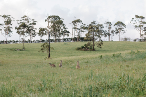 Three kangaroos grazing in a vast green grass field - Australian Stock Image