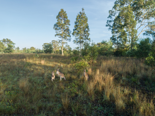 three kangaroos together in rural country paddock with grass and trees - Australian Stock Image