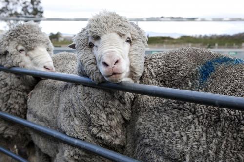 Three sheep in a sorting pen - Australian Stock Image