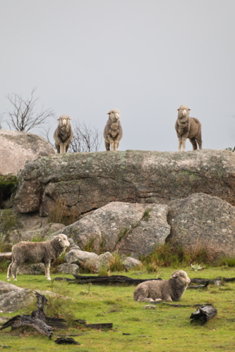 Three sheep on a granite rock underneath grey skies - Australian Stock Image