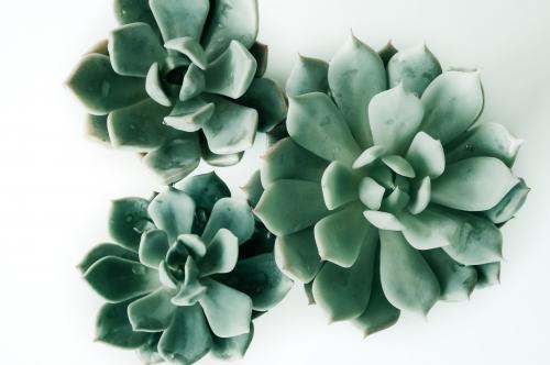 Three succulents isolated on a white background - Australian Stock Image