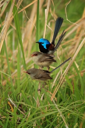 Three Variegated Fairy-wrens (Malurus lamberti) perched on single grass stalk - Australian Stock Image