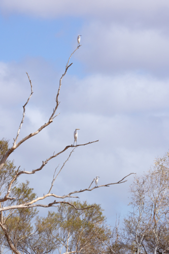 Three white Great Egret birds perched on tall leafless tree branches - Australian Stock Image