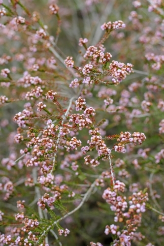 Thryptomene shrub in flower - Australian Stock Image