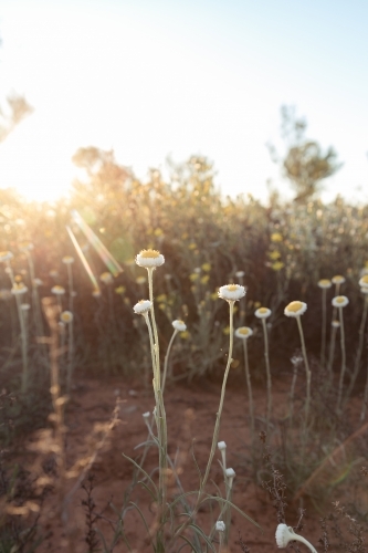 tiny flowers backlit by low sunlight - Australian Stock Image