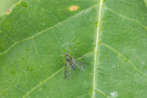 tiny green fly on leaf