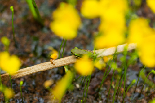 Tiny native Australian frog sitting  near yellow bladderwort flowers in pond - Australian Stock Image