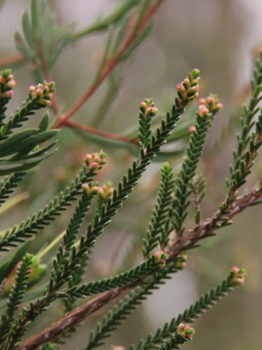 Tiny pink wildflower buds with neutral bokeh background - Australian Stock Image