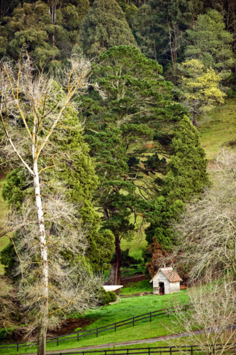 Tiny rustic hut nestled in lush valley among tall trees. - Australian Stock Image