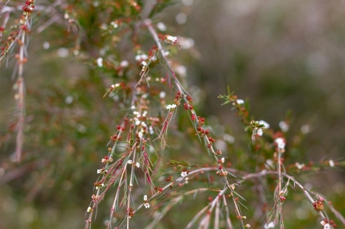 Tiny white flowers on delicate shrub - Australian Stock Image