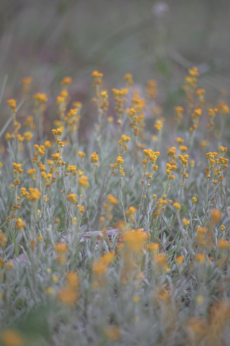 Tiny yellow wildflowers in a country field - Australian Stock Image