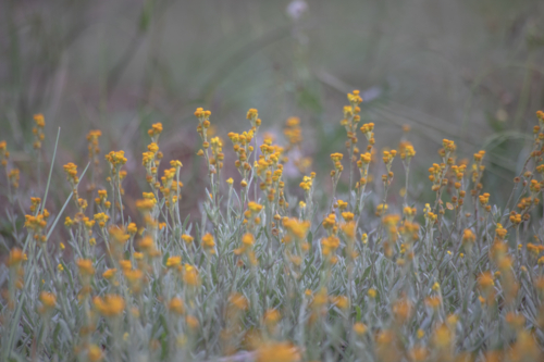Tiny yellow wildflowers in a country field - Australian Stock Image