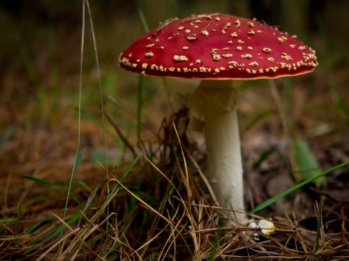 Toadstool close up - Australian Stock Image