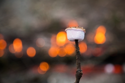 Toasted pink marshmallow on a stick by a campfire with bokeh light