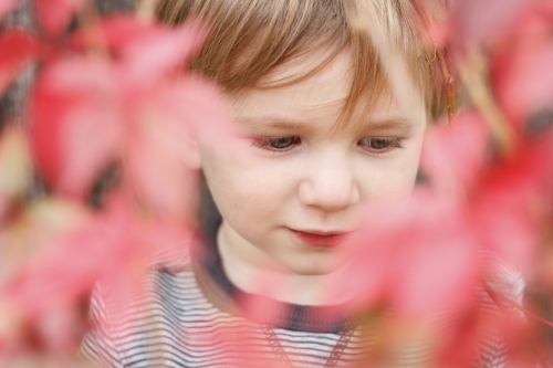 Toddler boy hidden behind red autumn leaves