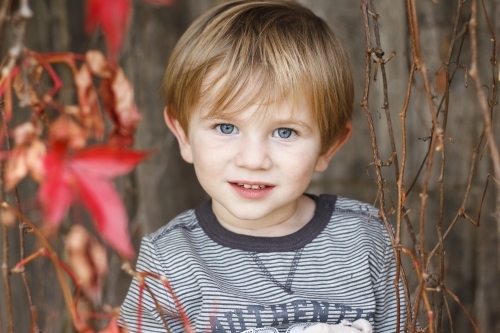 Toddler boy looking through dried branches with red leaves - Australian Stock Image