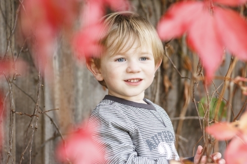 Toddler boy smiling and hiding behind red autumn leaves
