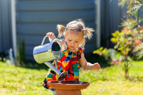 Toddler girl filling up bird bath with watering can in backyard - Australian Stock Image
