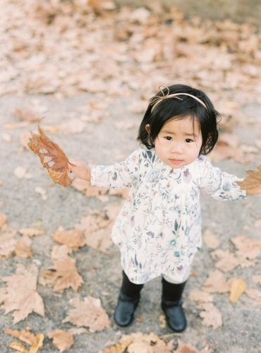 Toddler girl holding dry leaves from the ground - Australian Stock Image