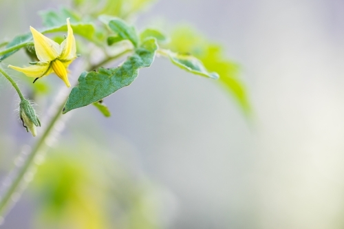 Tomato plant with flower - Australian Stock Image