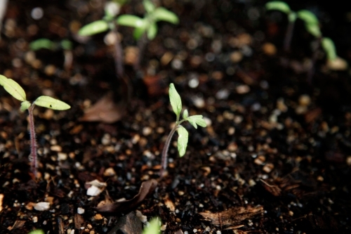 Tomato seedlings shooting from the ground - Australian Stock Image