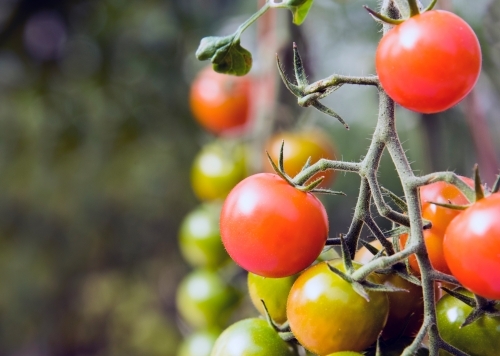 Tomatoes growing at a farm - Australian Stock Image