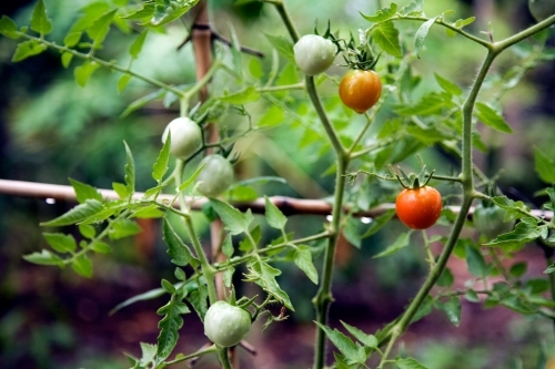 Tomatoes growing on vine - Australian Stock Image