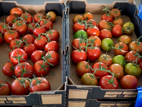 Tomatoes in cardboard boxes
