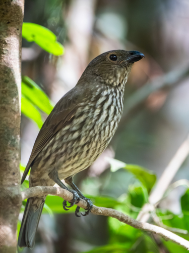 Tooth-billed bowerbird - Australian Stock Image