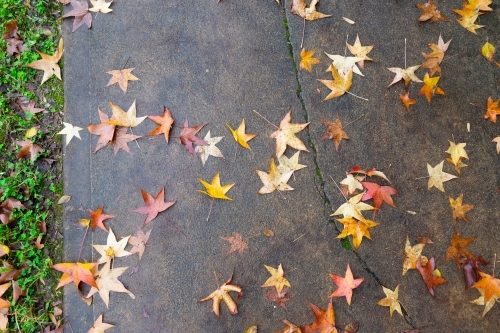 Top-down shot of autumn leaves on damp footpath - Australian Stock Image