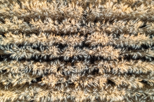 Top-down shot of crops in agricultural field - Australian Stock Image