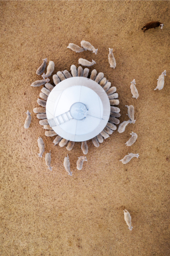 Top-down view of a circular livestock feeder surrounded by sheep on a dry, sandy paddock - Australian Stock Image