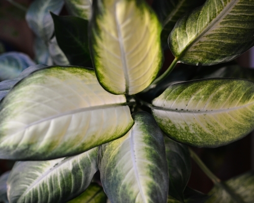 Top down view of a Tropic Marianne plant indoors - Australian Stock Image