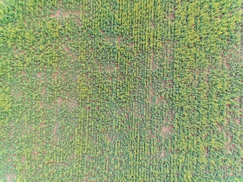 top down view of canola crop - Australian Stock Image