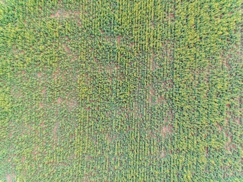 top down view of canola crop